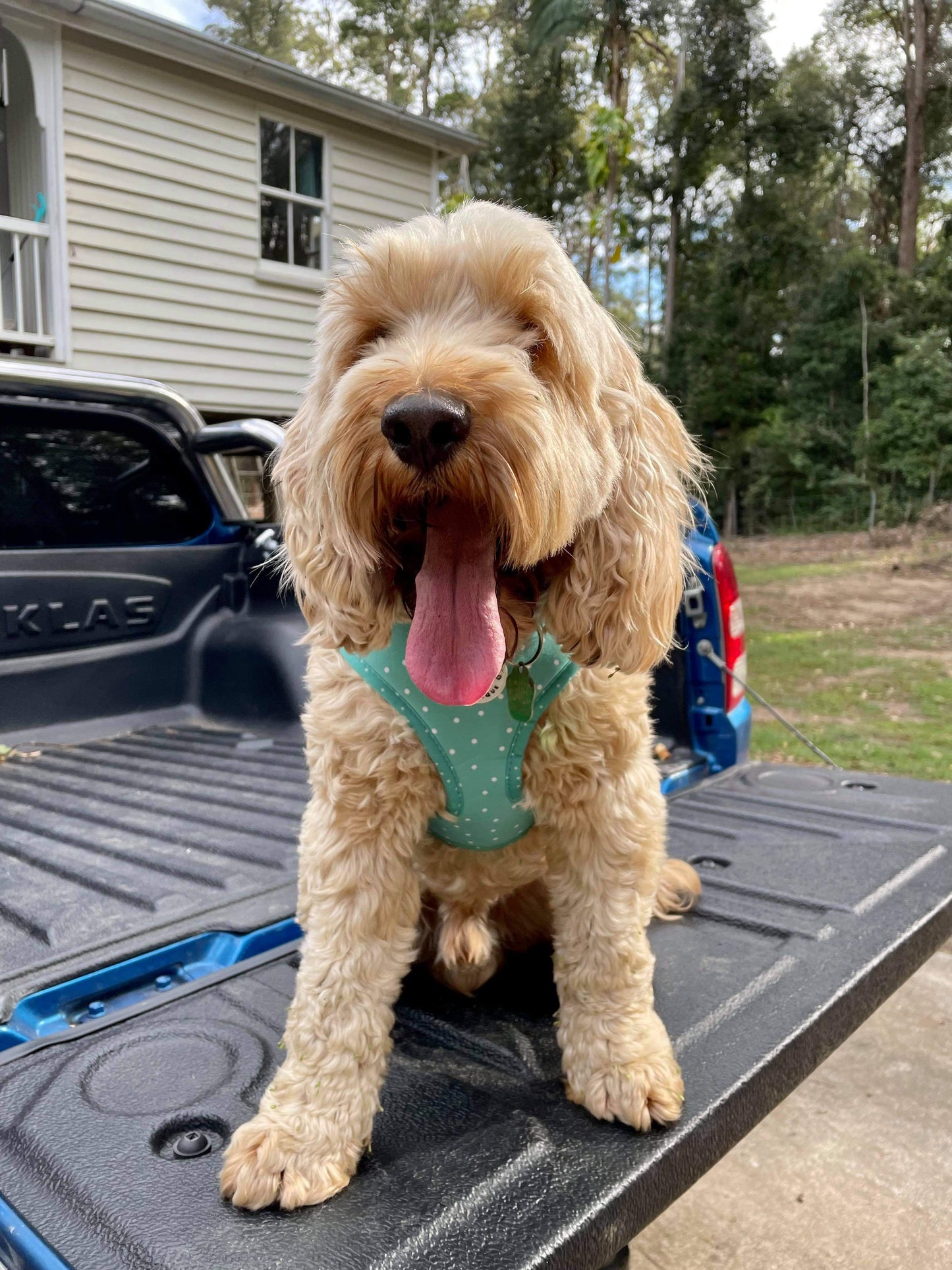 Green Polka Dots - Adjustable Harness